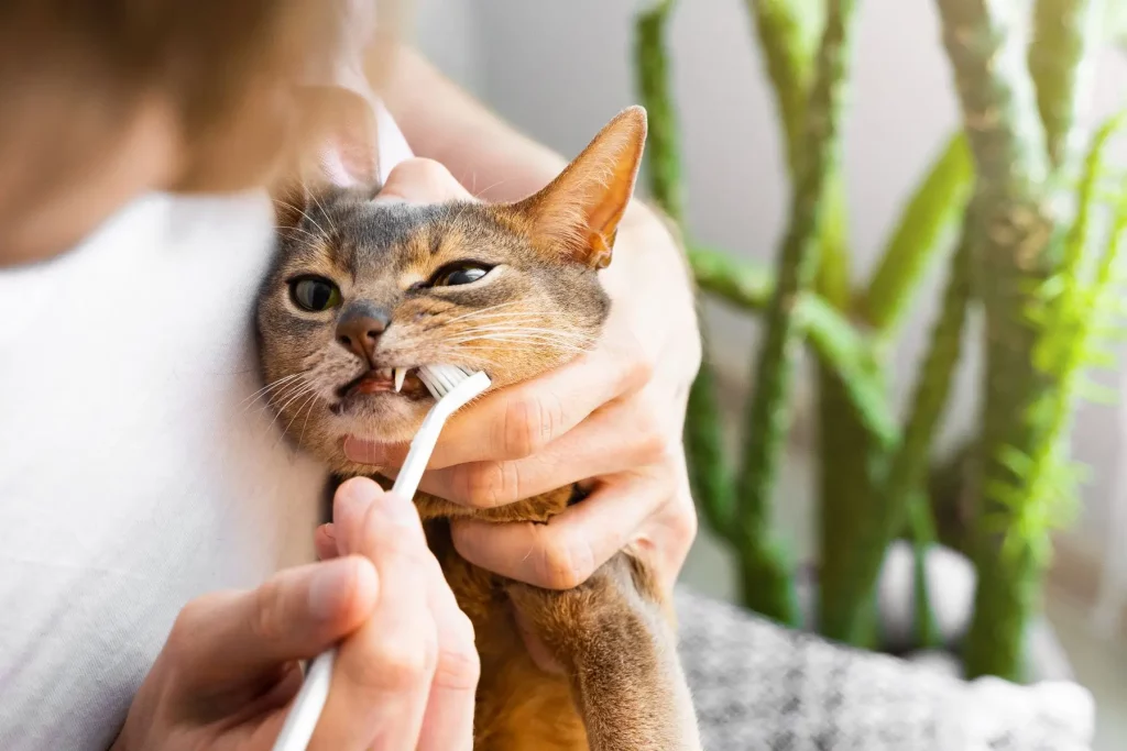 Common Toothbrush for Cats