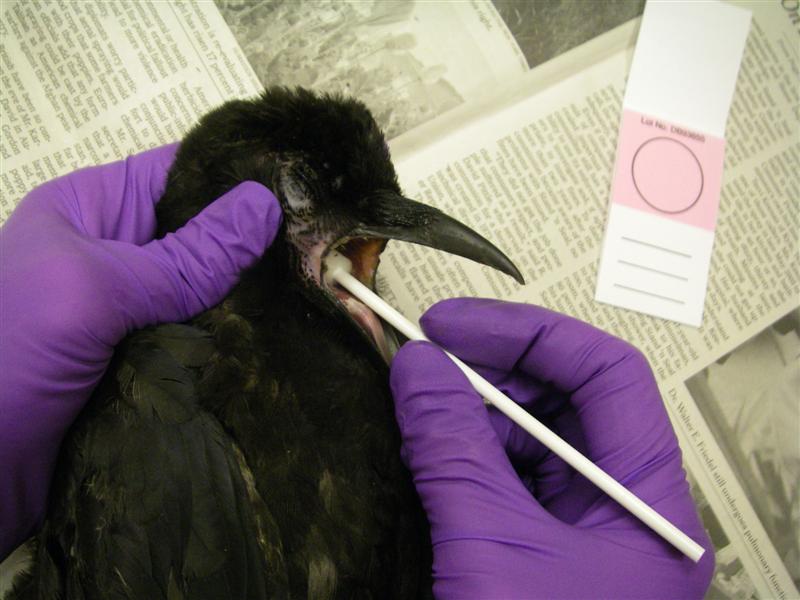 Mouth sponges on a stick for Birds