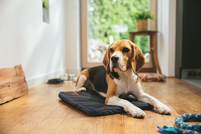 Custom Positioning Pad for Pets
