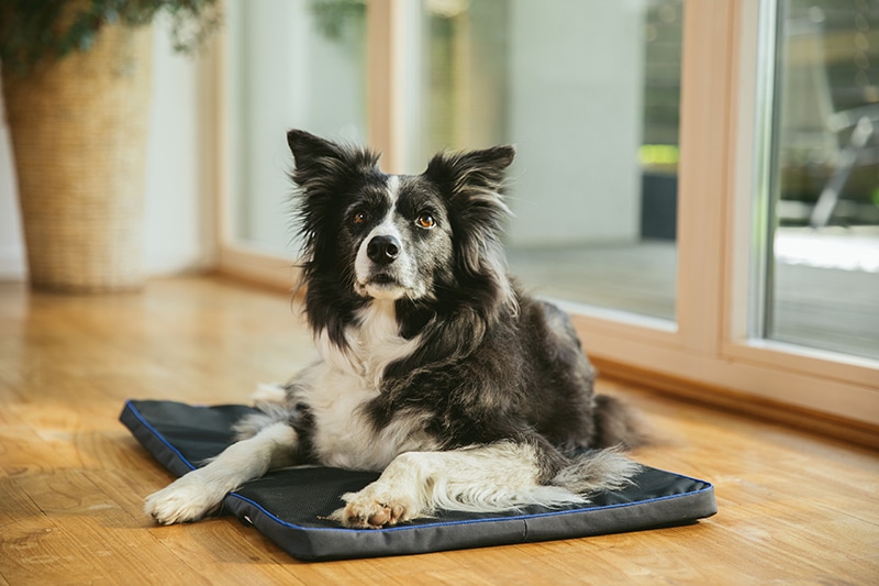 Positioning Cushion for Pet